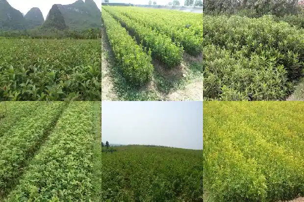 哪种桂花树可以吃的1685924327507