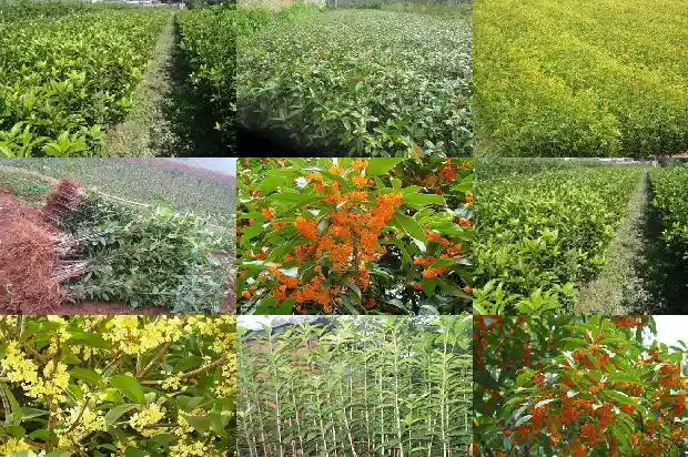 哪种桂花树可以吃的1685924327555