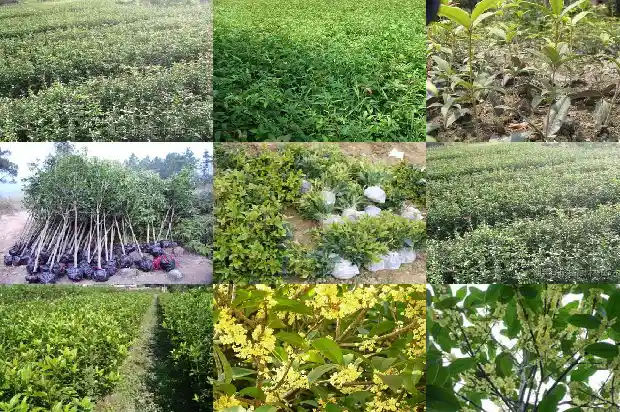 哪种桂花树可以吃的1685924327603