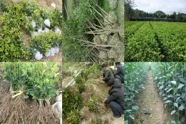 桂花什么品种都能吃吗1685924359673