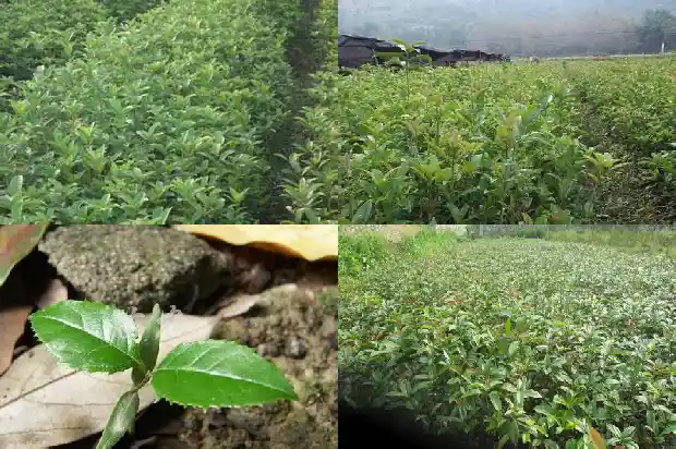 什么品种桂花可以吃1685924417766