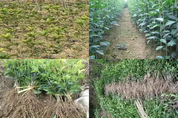 桂花树哪种能吃的好1685924437119