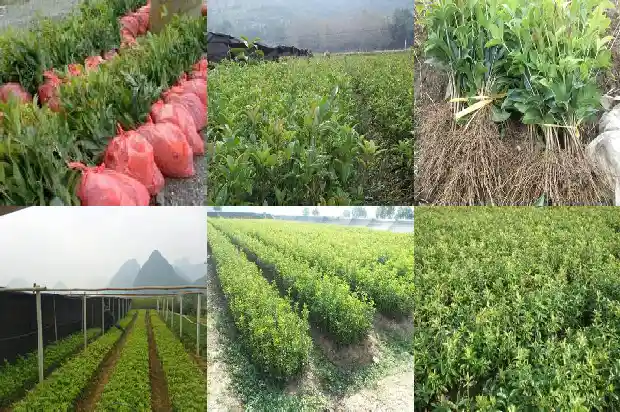 桂花树哪种可以吃的1685924480429
