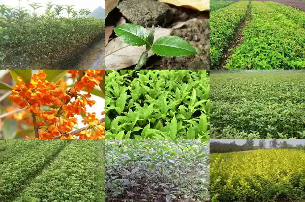 桂花树哪种可以吃的1685924480476