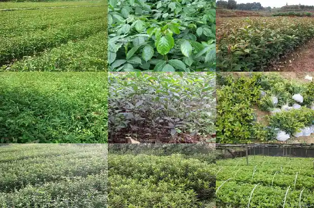桂花茶有什么好处1689381085386