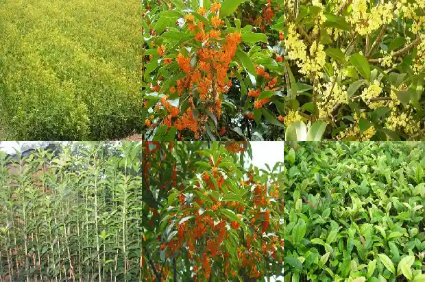 什么桂花树可以食用1685924501899
