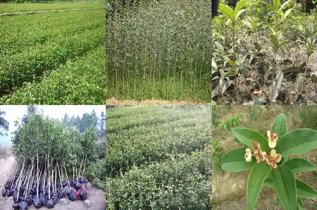 什么桂花树可以食用1685924501947