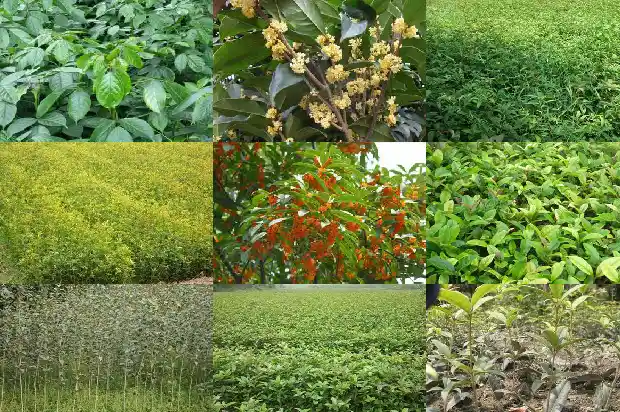 什么桂花树可以食用1685924501995