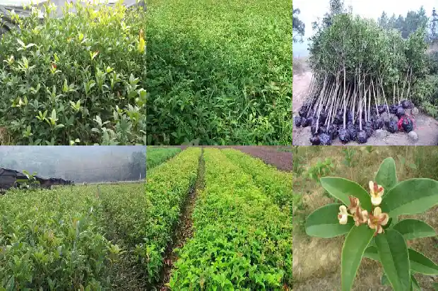 桂花树的花能吃吗1685924521284