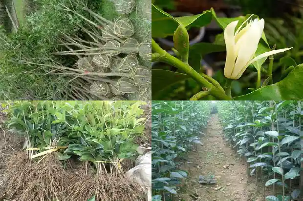 哪种桂花树的花可以吃1685924603023