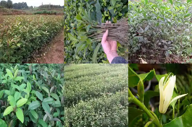 可以吃的桂花树是叫什么桂枝1685924622952