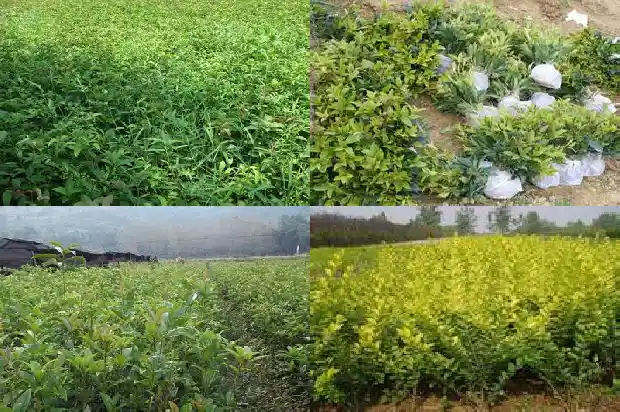 可以吃的桂花树是叫什么桂枝1685924622999