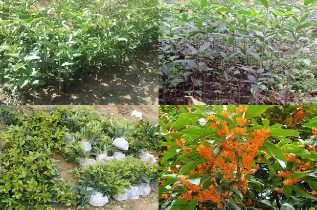 桂花树能做什么吃的东西1685924657636