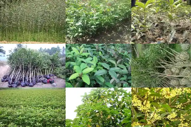 桂花树的花怎么吃最好1685924681246