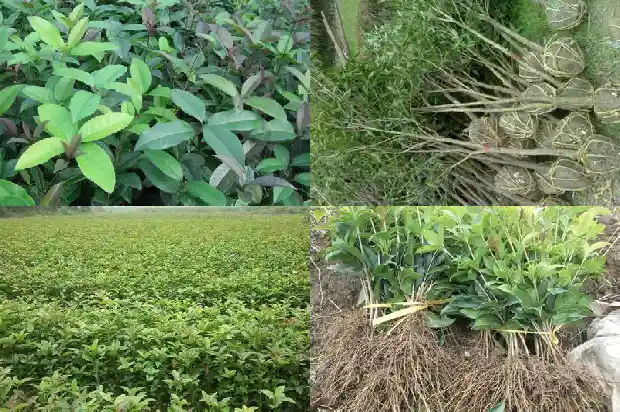 桂花树的花怎么吃最好1685924681386