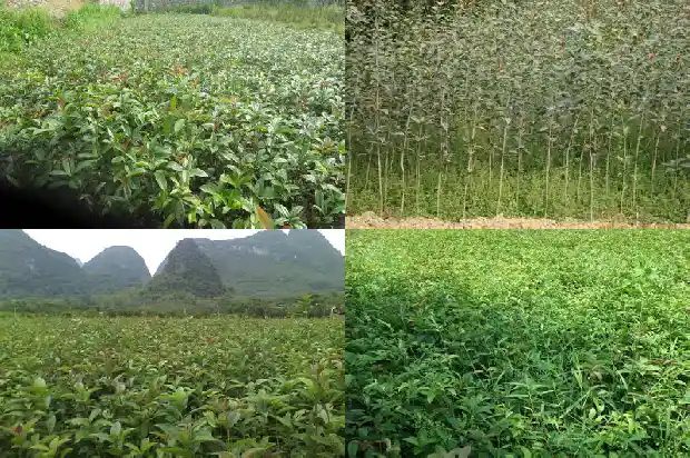 哪种桂花树可食用最好看1685924720750