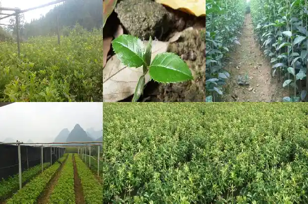 什么桂花有毒什么桂花没有毒1685924735591