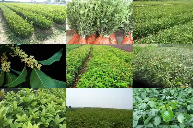 怎么判断移栽的桂花树成活1688861947731