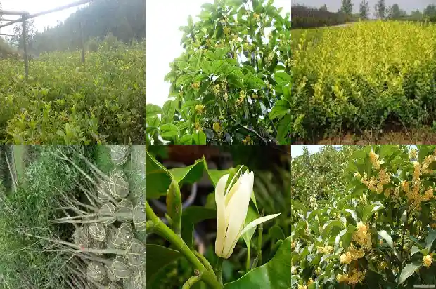 什么桂花树的花可以食用呢1685924758865