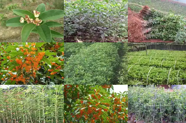 什么桂花树的花可以食用呢1685924758912
