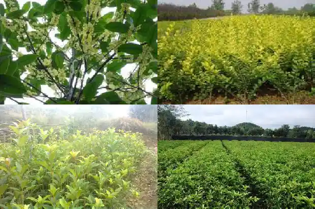 什么桂花树的花可以食用呢1685924758958