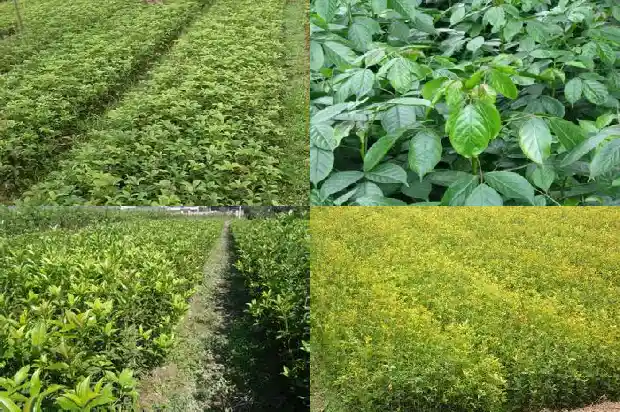 什么桂花树的花可以食用呢1685924759004