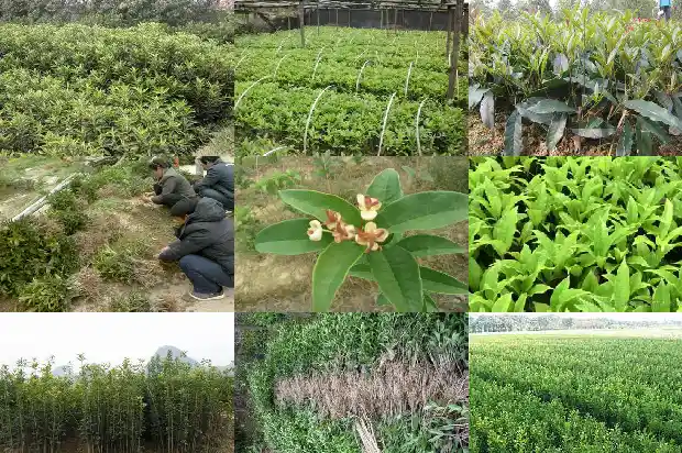 可食桂花是什么品种的桂花树1685924778906