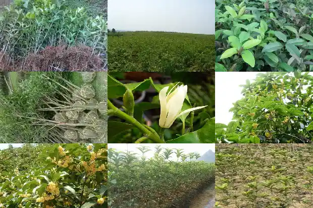 可食桂花是什么品种的桂花树1685924778954