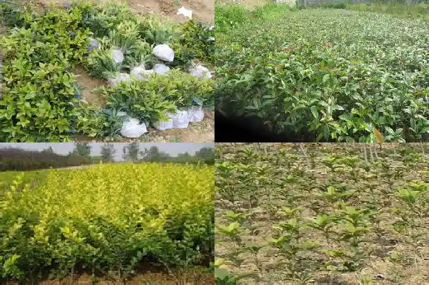可食桂花是什么品种的桂花树1685924779002