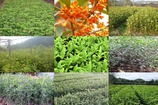 可食桂花是什么品种的桂花树1685924779050
