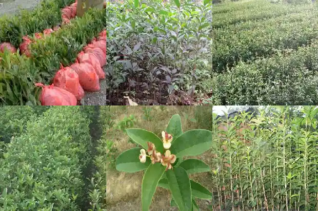 可用于观赏的桂花品种有哪些1685924800821