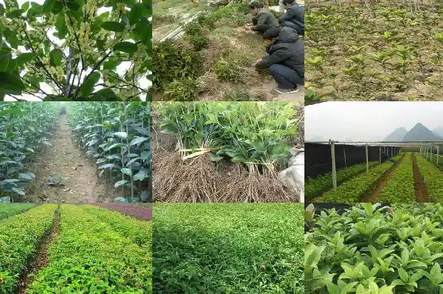 路边上的桂花树上的桂花可以吃吗1685924825443