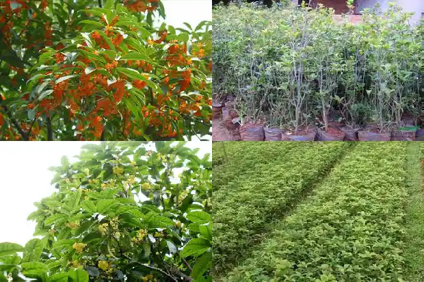 桂花和什么泡水喝好1689577120560