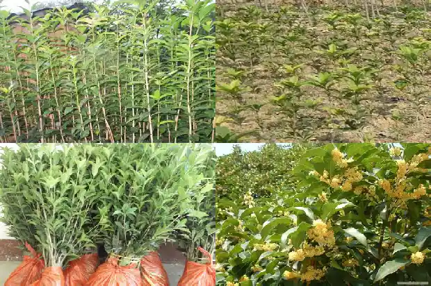 路边上的桂花树上的桂花可以吃吗1685924825538