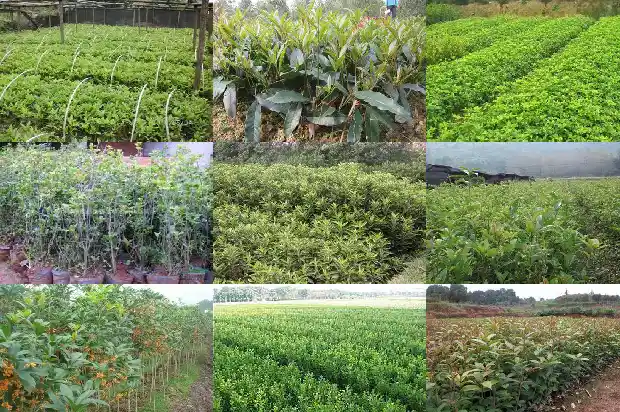路边上的桂花树上的桂花可以吃吗1685924825586