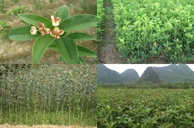 桂花树的好处和用途1685924889095