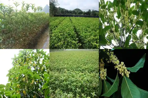 哪个品种的桂花可以食用1685924905974