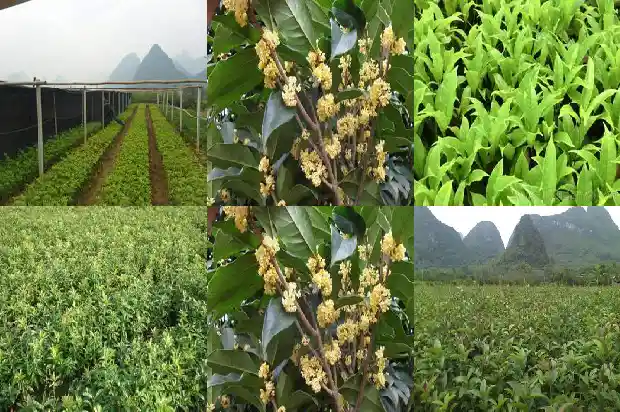 什么品种的桂花不可以吃了1685924930075