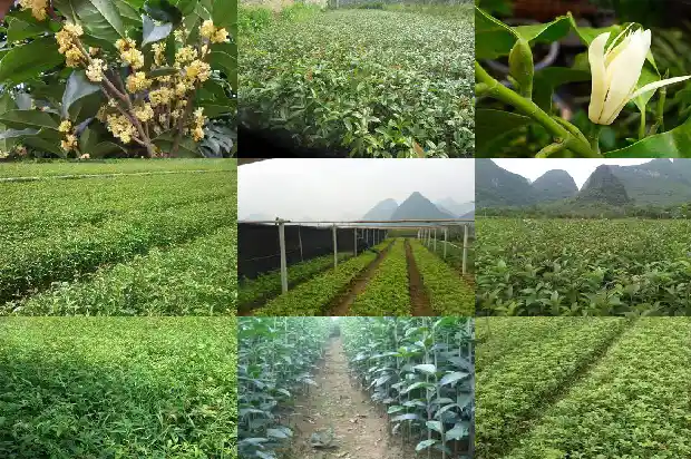 什么品种的桂花不可以吃了1685924930166