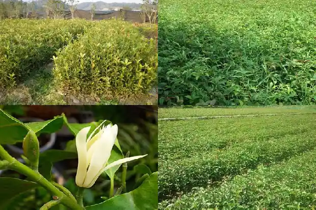 什么品种的桂花不可以吃了1685924930211