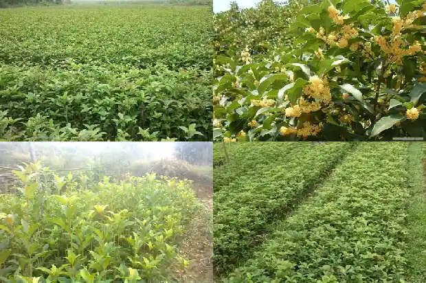 不能吃的桂花品种1685924949920