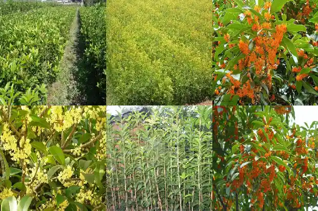 桂花什么品种不能吃了1685924984687