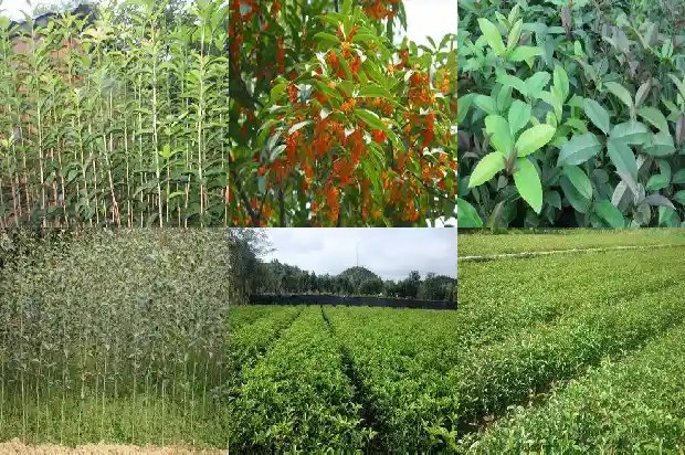 桂花树品种哪个最好吃又好养的1685925026007