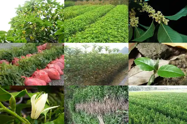 桂花树品种哪个最好吃又好养的1685925026054