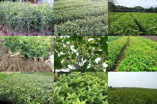 桂花树品种哪个最好吃又好养的1685925026102