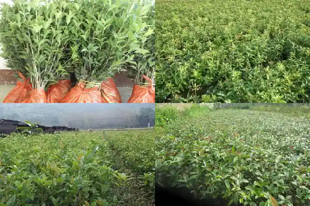 桂花树哪种品种最香甜1685925044094