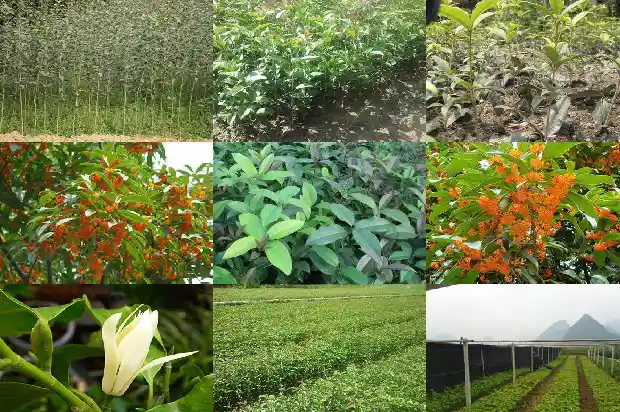 可食用桂花树品种哪个最好看1685925063504