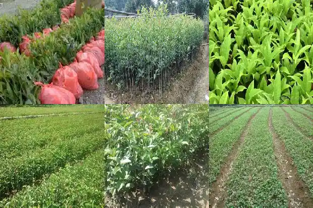 可食用桂花树品种哪个最好看1685925063551