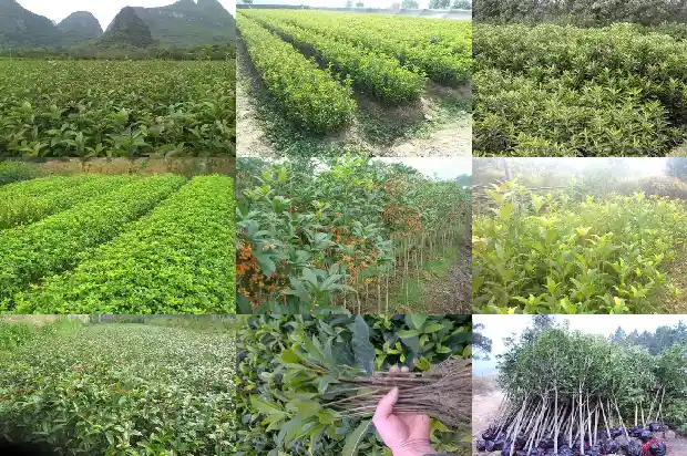 可食用桂花树品种哪个最好看1685925063599