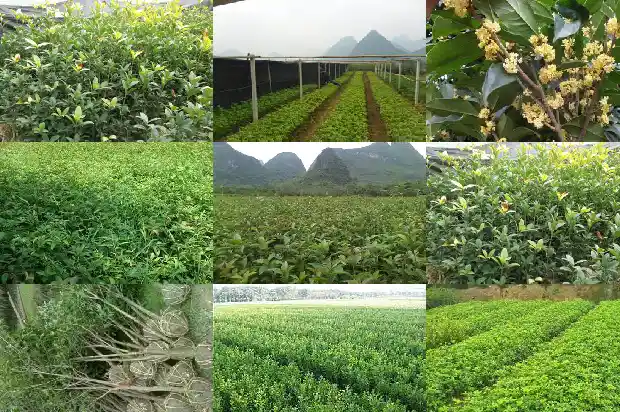 可食用桂花树品种有哪些种类1685925078936